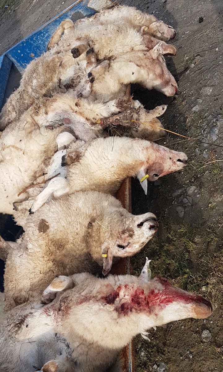 7 sheep have been killed by an escaped lynx nr Aberyswyth. 
THIS is why we must all fight Lynx UK Trust and their absurd release plans! 😠