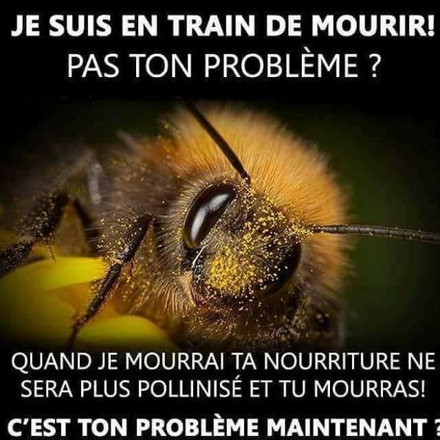 Sentinailes's tweet photo. Passons à l'action pour aider les #abeilles https://t.co/wv0J1OXywY