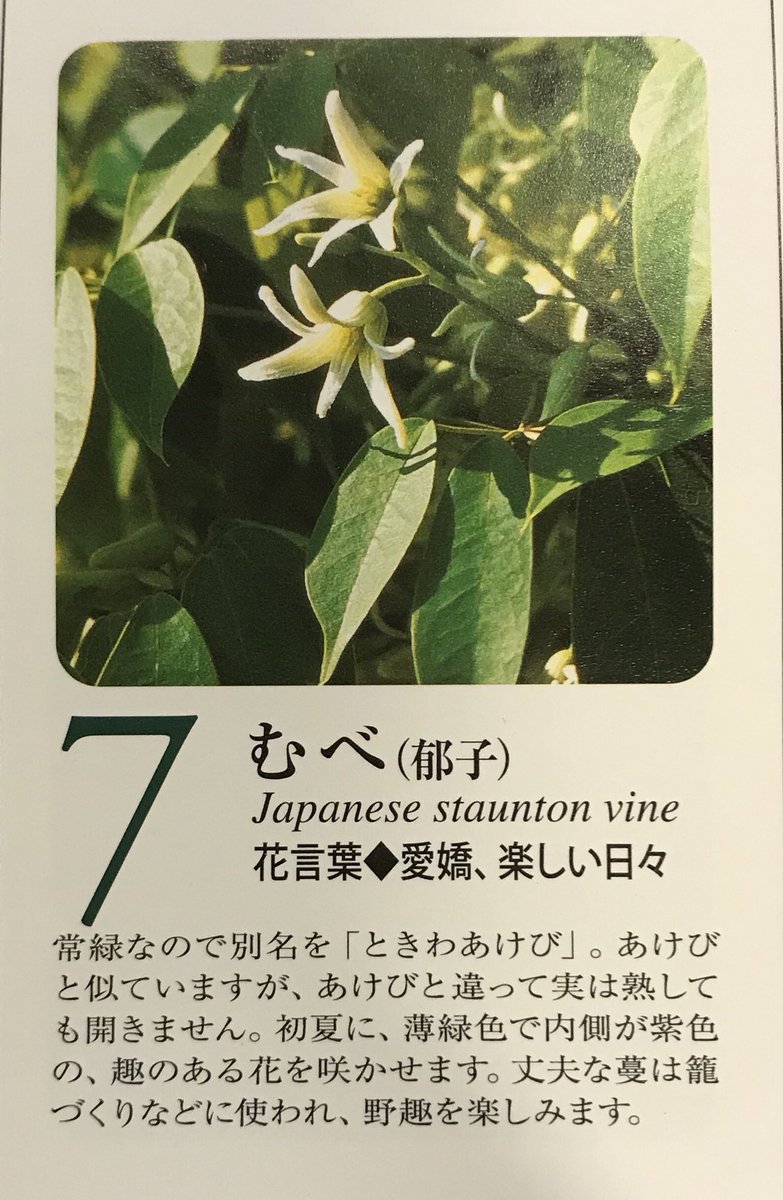 公式 千葉ビューティー ブライダル専門学校 フラワー授業 いつもお花に囲まれてステキな学校生活 11月7日 火 の 誕生花は むべ 花言葉は 愛嬌 楽しい日々 誕生花 ブライダルプロデュース科 予約 T Co 5by0p4ce