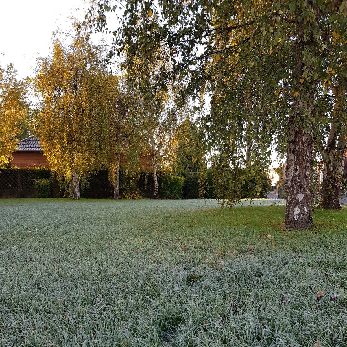 villedelabassee's tweet photo. Petite gelée matinale #Nord #HautsDeFrance #HDF #NPDCP #nature #arbre #herbe #jardin #froid #automne #ciel #soleil https://t.co/Z7Canl3lAD