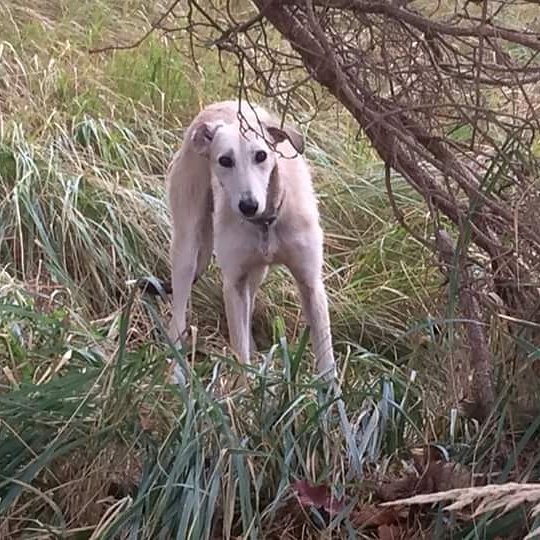 +++ Hund entlaufen / ausgesetzt !?  +++

m.facebook.com/story.php?stor…
