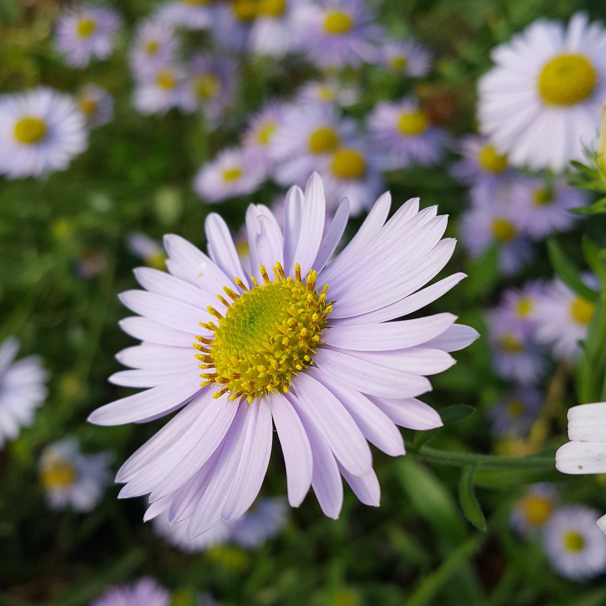 PlantPref's tweet photo. Kalimeris mongolica (we think) still flowing away with surprisingly large flowers, 7cm across. #daisy #autumnflowers #kalimeris https://t.co/EA5EGzKwmA