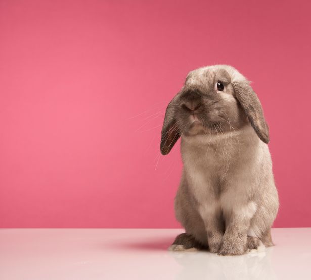 DearestPets's tweet photo. Some great tips for those considering welcoming a #rabbit to the family: https://t.co/lHCyl4wc9n #PetRabbit #DearestPets https://t.co/3q99XTSzwD
