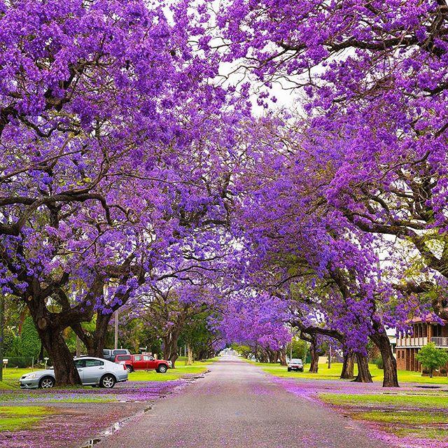 オーストラリア政府観光局 Twitter પર オーストラリアに春を告げる薄紫色のジャカランダが満開 Via Ig Keykodesign In Newsouthwales