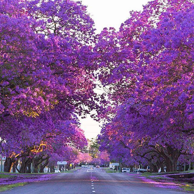 オーストラリア政府観光局 Twitter પર オーストラリアに春を告げる薄紫色のジャカランダが満開 Via Ig Keykodesign In Newsouthwales