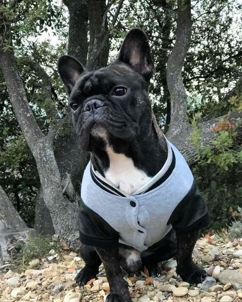 LooperFrenchie's tweet photo. J’adore l’automne 🍁 et ses balades en forêt avec Papa et Maman 👨👩👧👦 #bouledoguefrancais #frenchbulldog #teamloo… https://t.co/suNUkjUu5y https://t.co/lMywWtmY2e