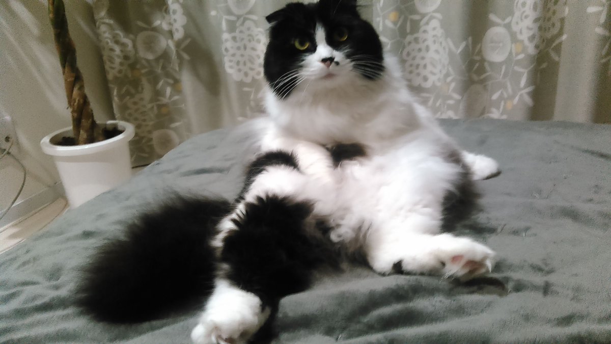 Ichiro Tsuji たくさんのリツート本当にありがとうございます 名前は もんちゃん です めす 推定３歳 尻尾 ふさふさ 手足が太いです 10月24日に西蒲田７丁目付近から行方不明で２週間経過 目撃された方はご連絡よろしくお願いいたします 迷い猫