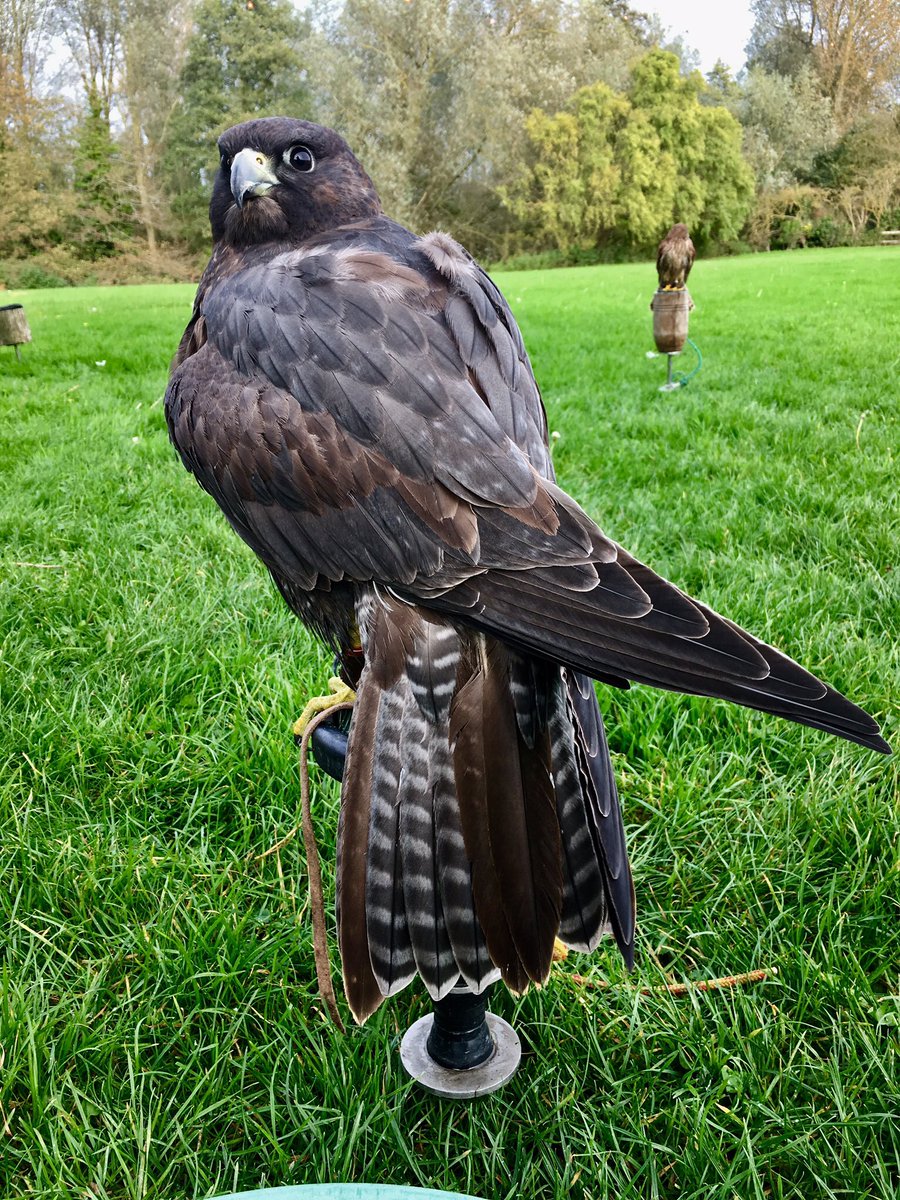 RaptorSolution2's tweet photo. New falcon in late moult #falcon #Falcons #birdcontrol #seagullcontrol #pigeons #pigeonclearance #london @RaptorSolution2 @LavenhamFalcon https://t.co/j1bNxcC779