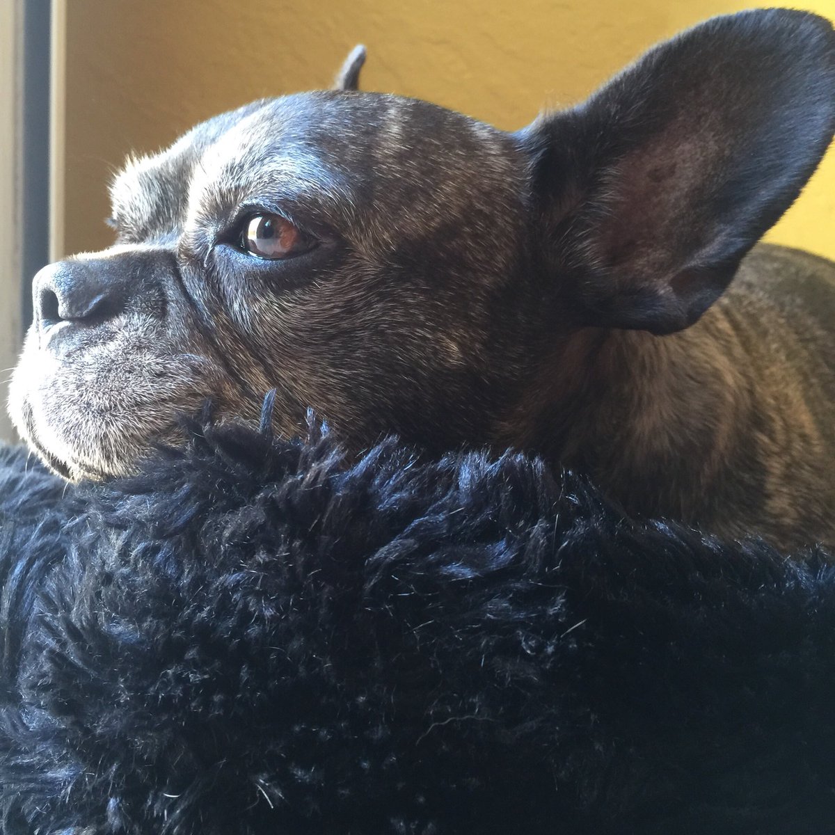 Pacoquintana7's tweet photo. Mi gordita ya está preparada para el frío! ❄️ #MiTany no la puedo querer mas! 😍😍🐶 #QueCaraMasBonita 😘😘😘😘 que disfrutéis del día!! 😘😘😘😘 https://t.co/ZVDCblpV95