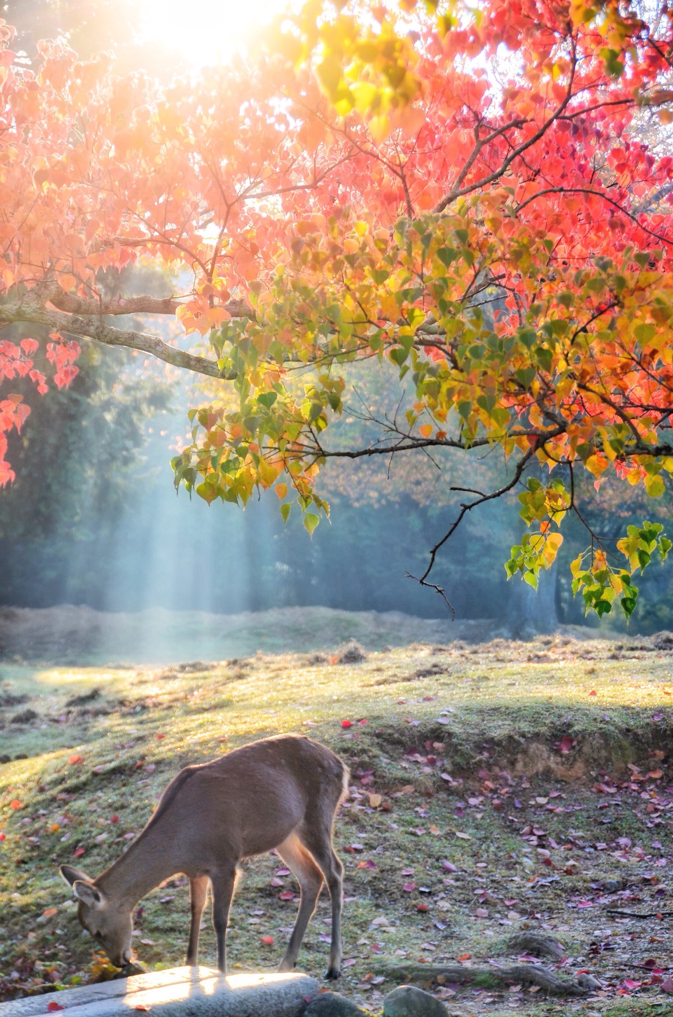 yuko_photo on X: 