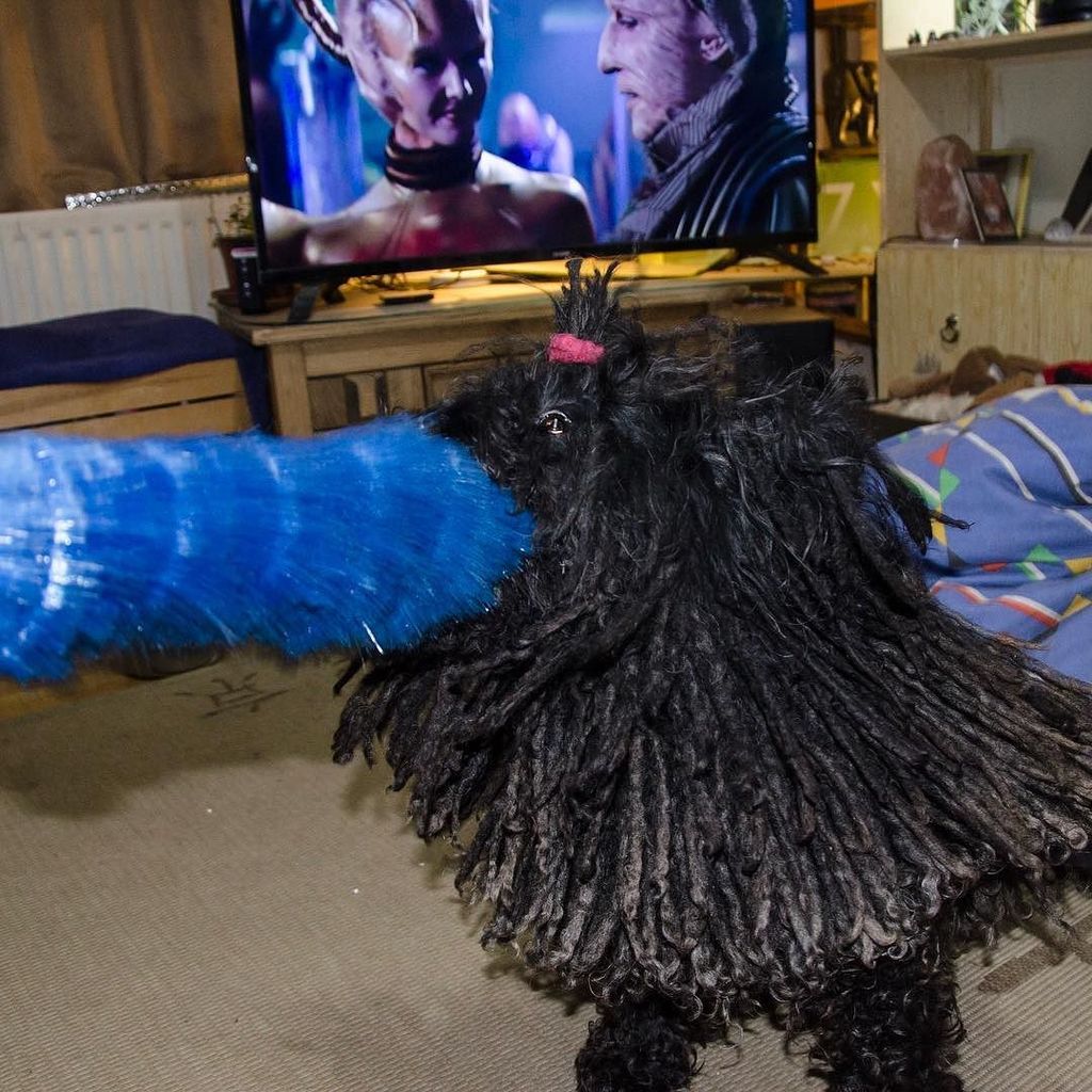 ZebPuliZeb's tweet photo. “Why do you need a magic duster when you have Magyar Mops? I’ll soon sort that!” ....
#timeline #magicduster #mopv… https://t.co/dSJwQ9DzXr https://t.co/1ZdlV3eufO