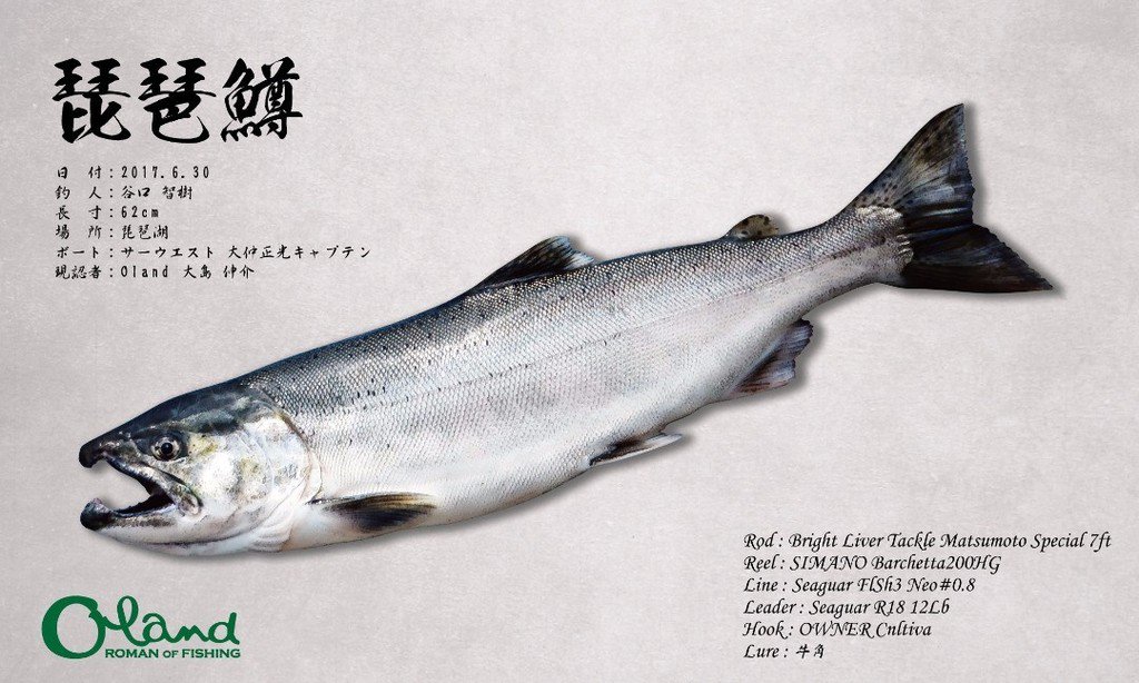 bakufishing's tweet photo. リフィッシュを取扱いしていただいている、渡船屋たにぐちの谷口さんから琵琶鱒の魚拓依頼をいただきました。
62cmの立派な琵琶鱒で、キメの細かい鱗も綺麗に表現できています！
オーランドさんのロゴも掲載させていただきました。
ありが… https://t.co/kzKKIjqWqp https://t.co/63zEzMkehM