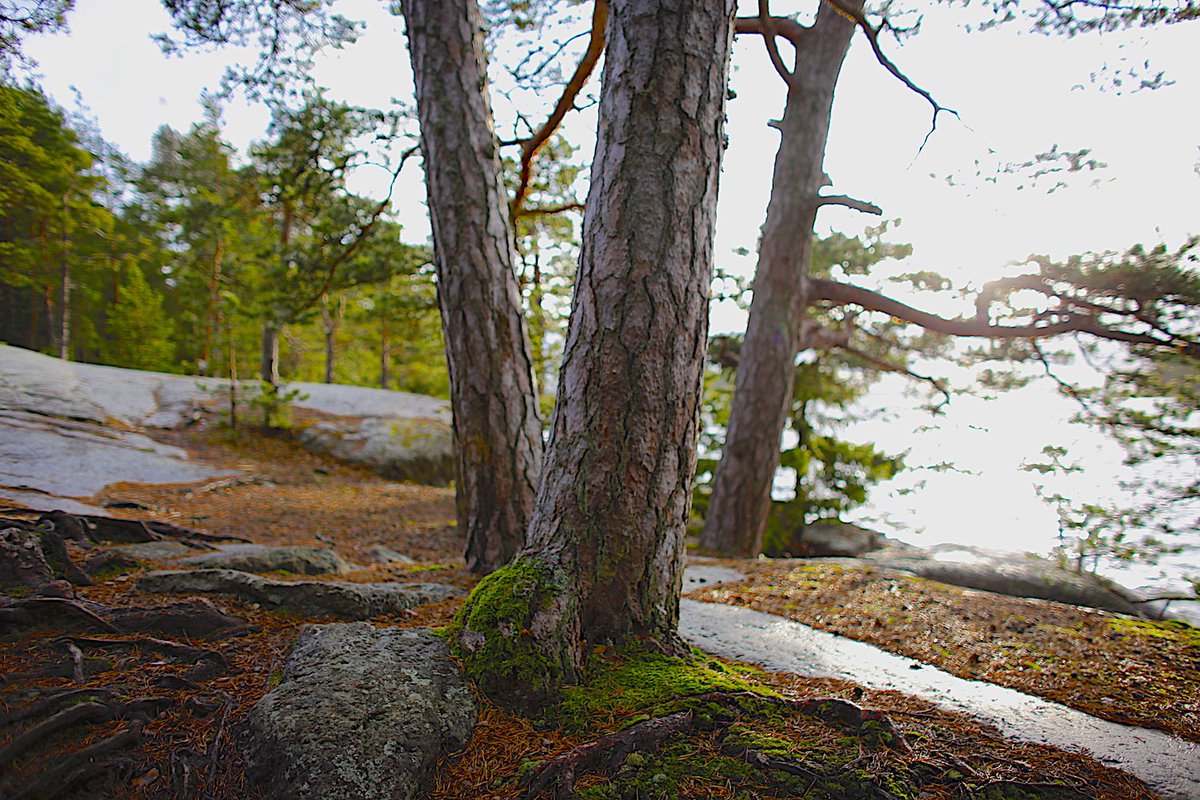 #Finland #Kotka the #Saunalahti #walking #trail in pictures: familywithkids.com/finland/en/pho… <a href="/OurFinland/">Visit Finland</a>