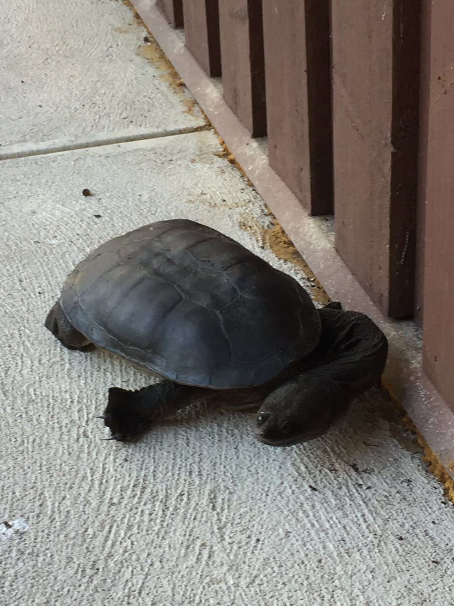 MerrilHalley's tweet photo. Look who came knocking on Perth's @WWF_Australia office door this afternoon https://t.co/zsYHJrWyWK