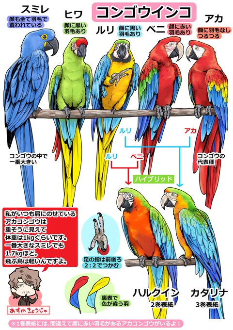 たくさんの下書きRTに感謝を込めて一番人気だったコンゴウインコの完成版を公開します！コピペじゃないこだわりの羽根色見本！完成版には飛鳥のように椎名達もちょこちょこ出てます！『椎名くんの鳥獣百科』最終巻10巻は11月14日発売！画集… 