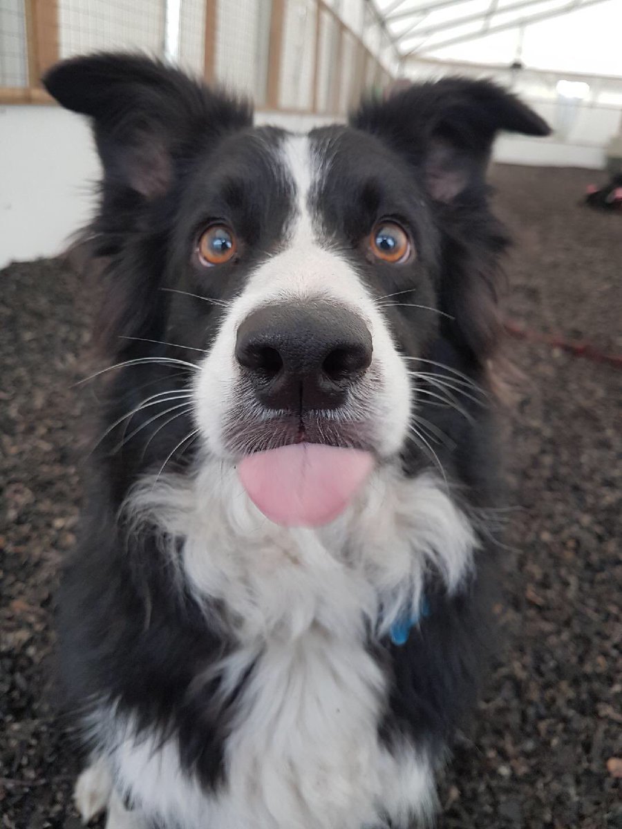 lolasplacewoof's tweet photo. Tongue out Tuesday 😜 #TuesdaySelfie #TongueOutTuesday #dogsoftwitter #bordercollie https://t.co/Id5HHz4Y4j