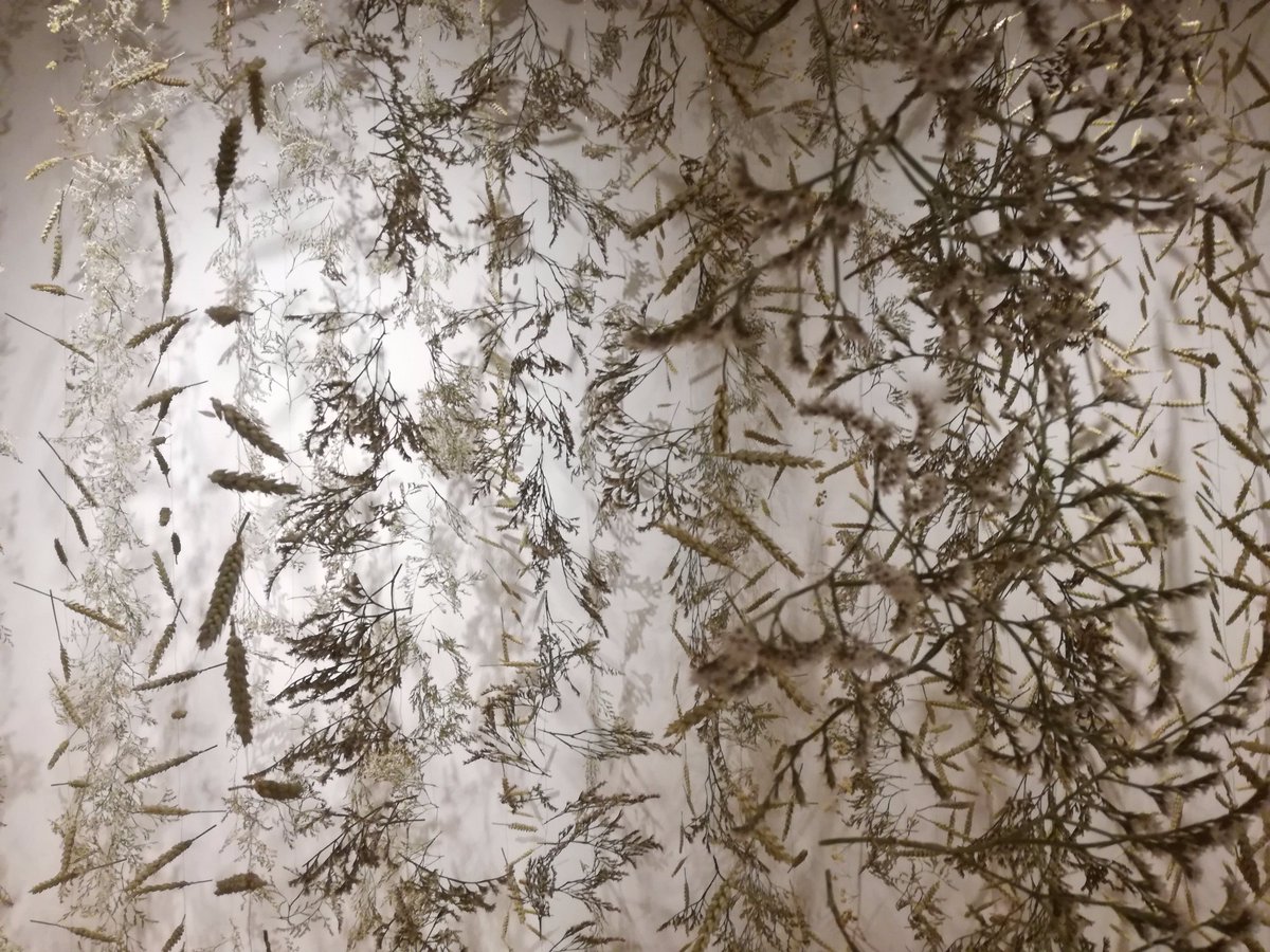 plantmorphy's tweet photo. Magical (as always) @RebeccaLLaw Would have liked a species list on the wall though @kewgardens #garlands https://t.co/LB4kPIjNjX