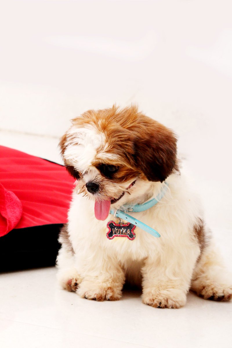 marshall pet zone online