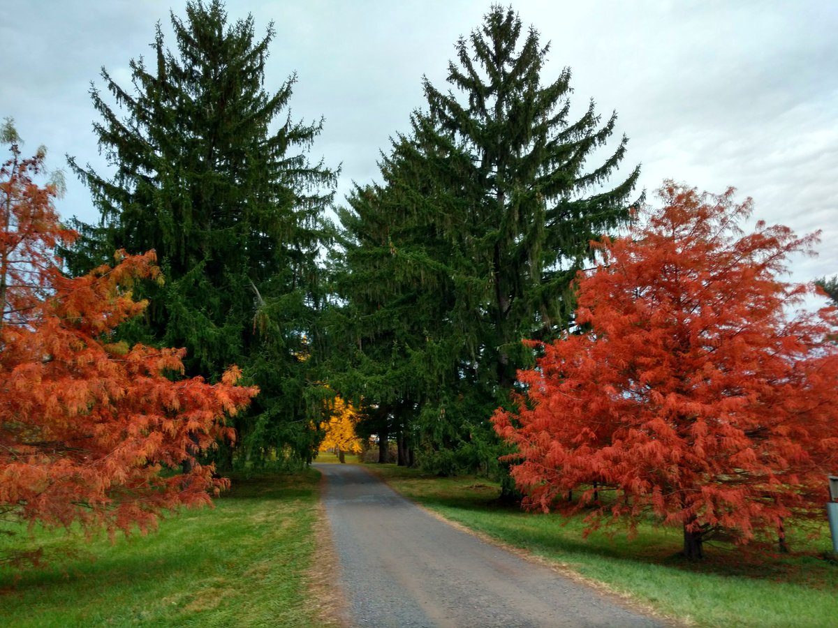 Morning run through #blandyfarm and headed to the Ginkgo Grove.