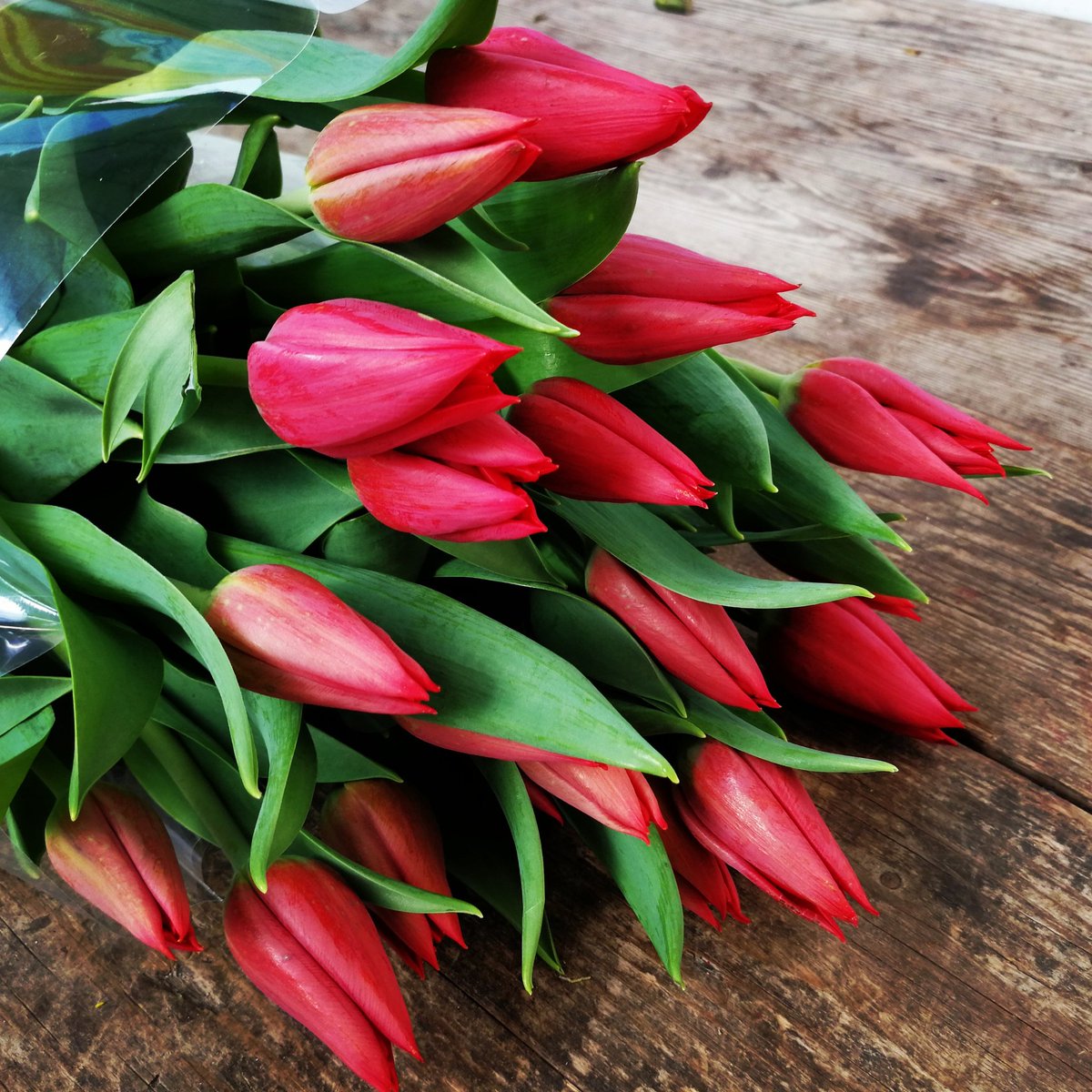 Tulipes🌷 Unes de les nostres preferides!! #flors #tulips #hollandtulips #ramdeflors #weddingflower #flowerpic