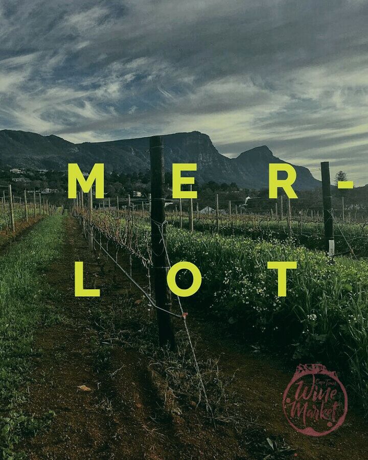 CPTWineMarket's tweet photo. It's #MerlotDay ...Have a glass on us🍷cheers! https://t.co/Rtyrh1uh71
