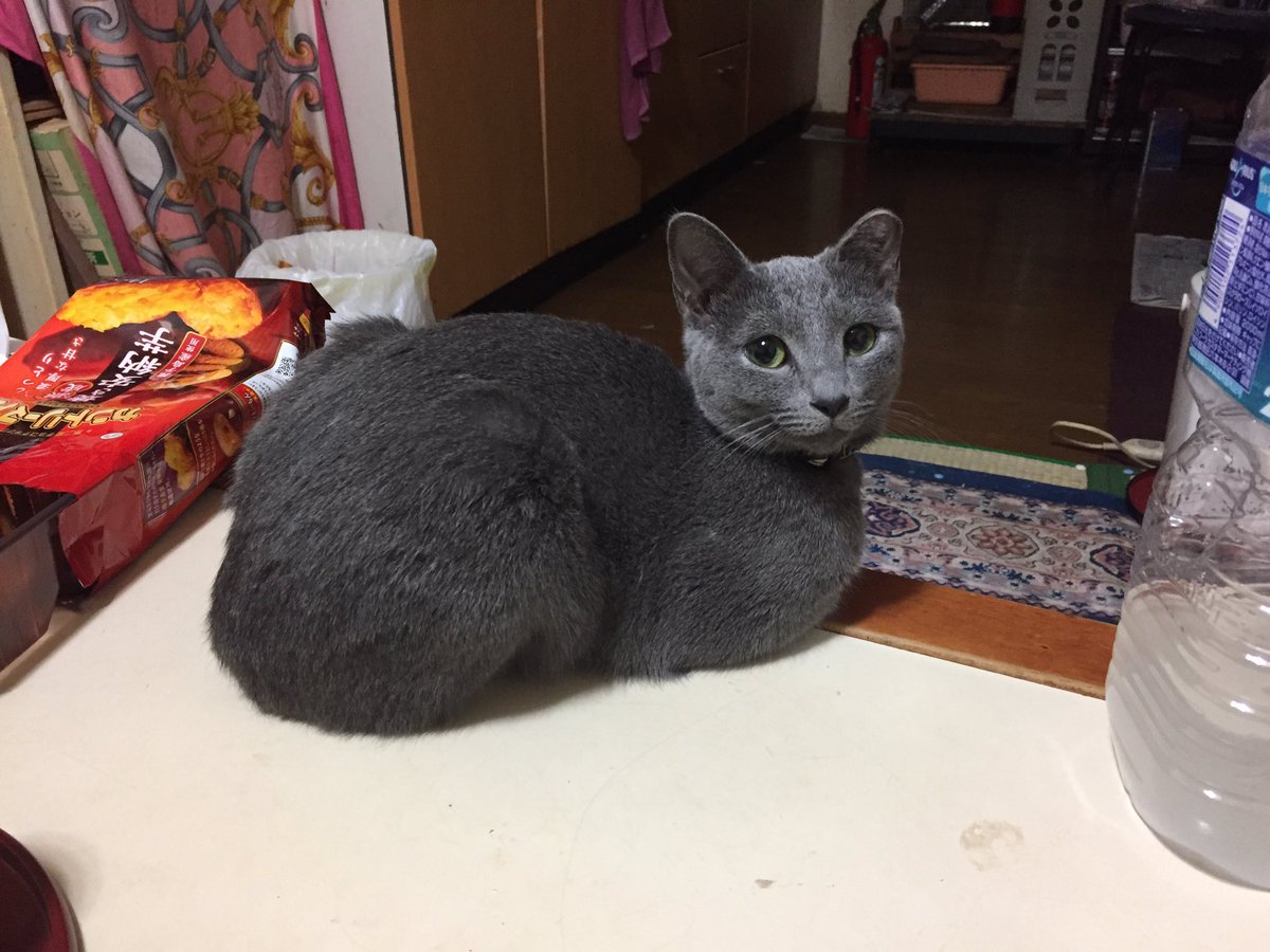 milkmome's tweet photo. モカピ、膀胱炎で薬飲んでます
でも元気なので安心^ - ^ https://t.co/kWrmaRqO21