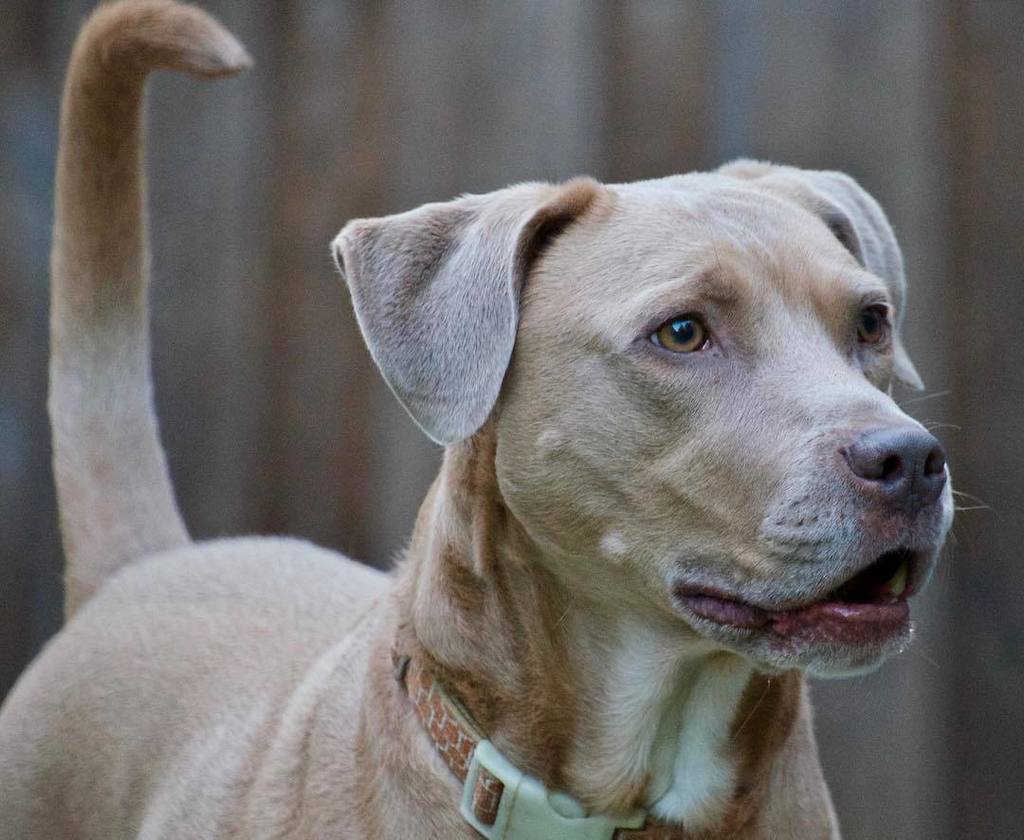 MainStreetDogs's tweet photo. Hightail it .
.
.
#dogs #dallasdogs #pets #rescuedog #animals #thedogsonmainstreethowl #pitbull #pitbullsofinstagr… https://t.co/ZuVLiJ5NFE https://t.co/ULnDWMFyPV