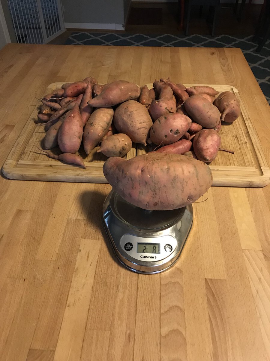 Good morning!! It’s #tastytuesday! Look at all those freshly picked sweet potatoes from our garden to get your taste buds watering! 🍠