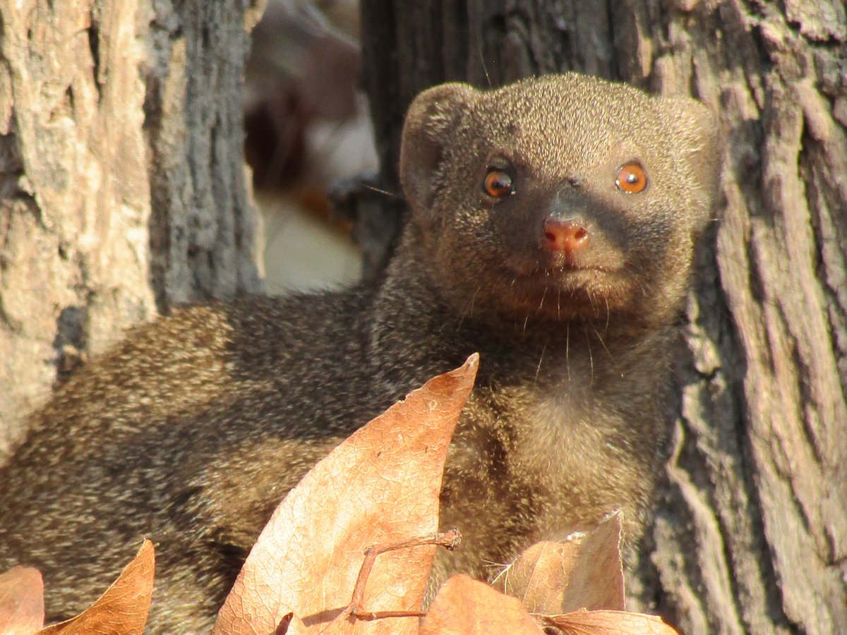NatSelection1's tweet photo. Here are a few shots from the fantastic mongoose habituation that's happening at Hyena Pan. Guests are in for a real treat... https://t.co/mMpqITS708