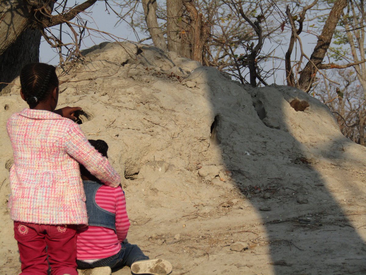 Here are a few shots from the fantastic mongoose habituation that's happening at Hyena Pan. Guests are in for a real treat...