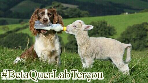 #BetaQuerLabTerçou lembrando que somos todos diferentes, mas devemos nos amar e ajudar mutuamente.
#BetaQuerLab