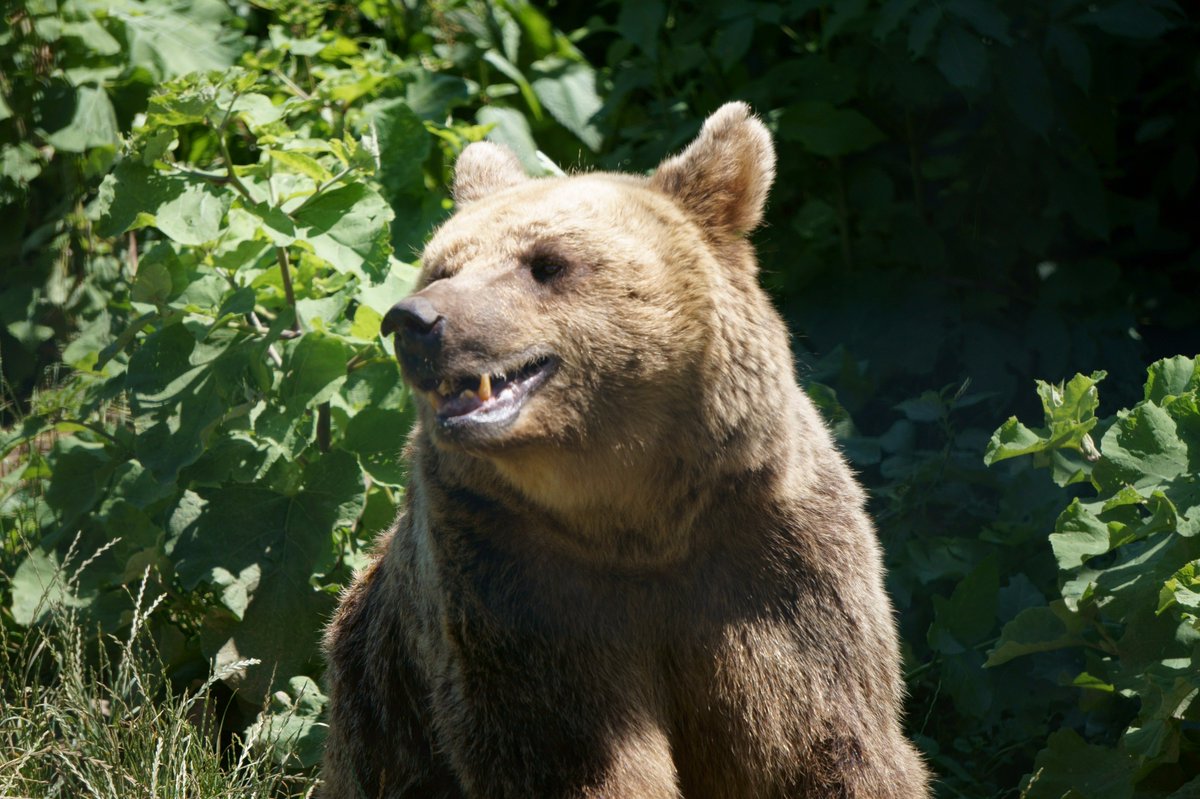 Beautiful and happy bears!
🐻🐻🐻