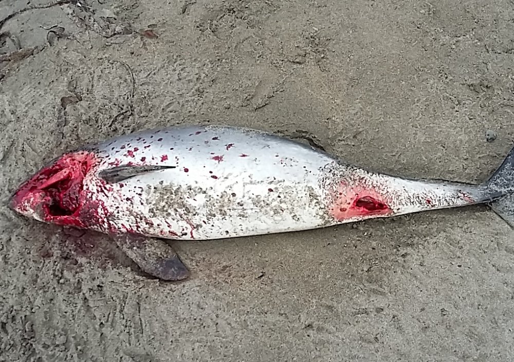 IWDGnews's tweet photo. New study finds marine debris in 8.5% of Irish dolphins &amp; porpoises &amp; microplastics in every individual examined. https://t.co/BrugmGON9E https://t.co/gTxbi8YMJ2