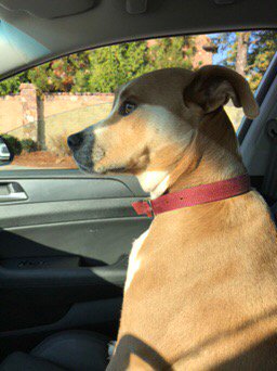 BetsyPowellATL's tweet photo. #Stayingfocused #Forwardthinking #Goingforaride #CoolLikeThat #coolestdogever https://t.co/SNhsnMjrCg
