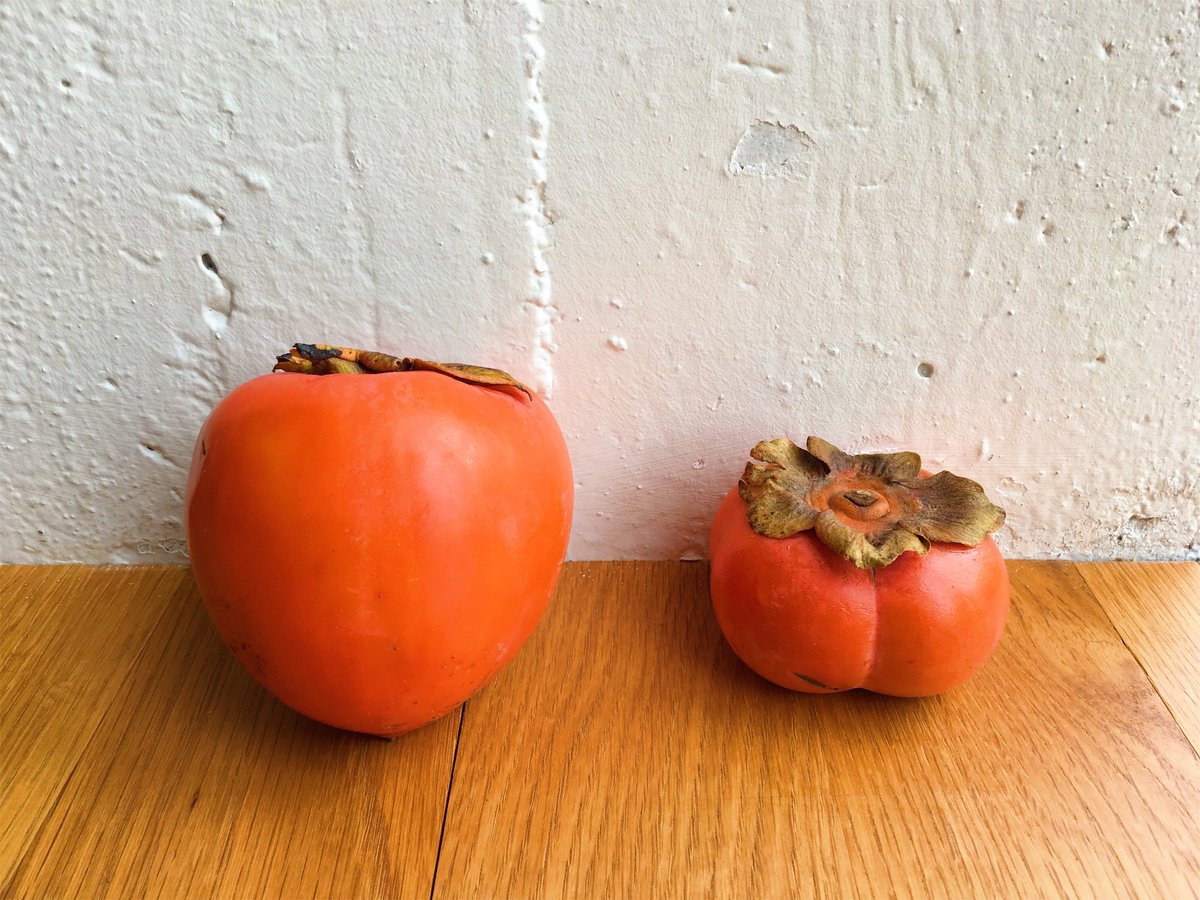 What is the difference between Persimmon and Korolk What is the difference between Persimmon and Korolk