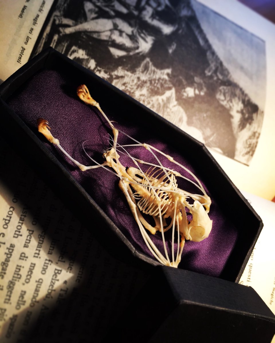 nancyghisla's tweet photo. Il mio piccolo Bartok! 🦇⚰️💜
#bat #batskeleton #bones #taxidermy #animal #pagan #coffin https://t.co/W1Sab543ZZ