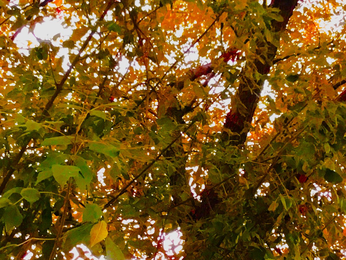 AnayPhotoCHS's tweet photo. #chsfall https://t.co/ja1LU8ptwF