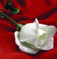 iDb31b4vhAvkFQj's tweet photo. من رخصتك فد سؤال هذا طبعك لودلال مأخذ الد نيا بمزاجك ياعصير البرتقال https://t.co/e9uohPRjIC