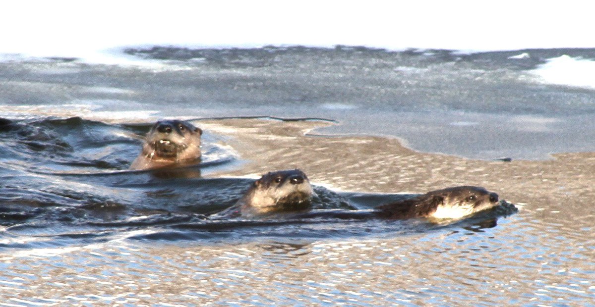 River Otters Under the Vermilion River Bridge
vermilionstandard.com/2017/11/07/riv…