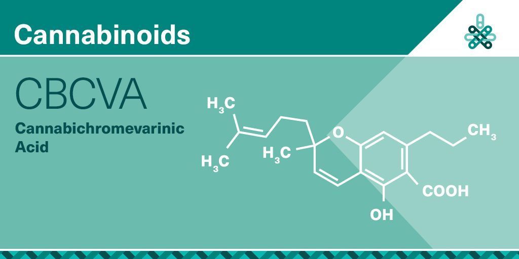 GrowWiseHealth's tweet photo. One of the acidic cannabis compounds, #CBCVA is converted to (CBCV) during decarboxylation or as the cannabis ages.

 #Cannabinoids #ACMPR https://t.co/g7uHJlND8a