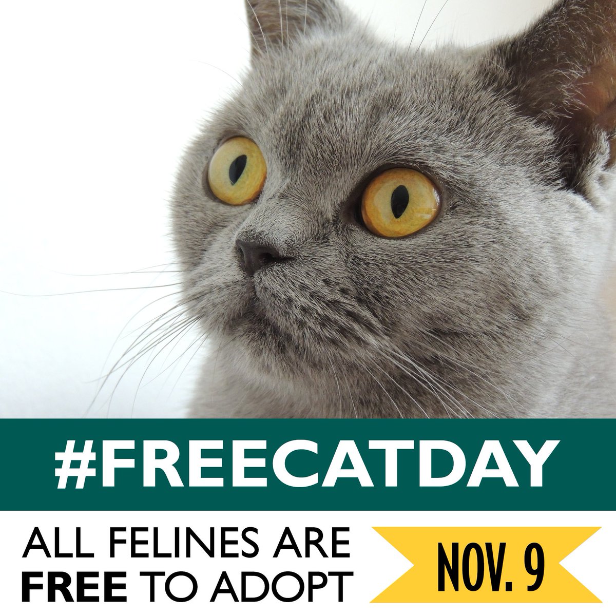 LollypopFarm's tweet photo. @whec_nrudd - Looking for your purrrrrrfect match? #FreeCatDay is coming up on 11/9! π» https://t.co/iHEKycia96 #LollypopFarm #ROC #Cats https://t.co/bzSxPAtNIS
