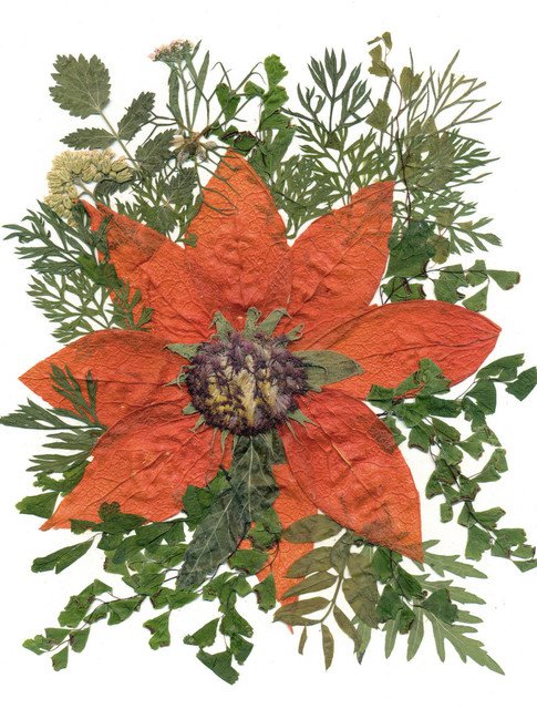 Sale 15 % Off, Physalis, Red Flower, Pressed Flower Frame crwd.fr/2lWrZEX