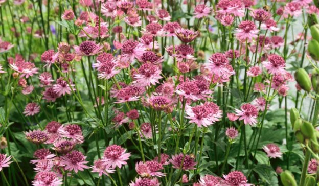 TEGmagazine's tweet photo. Find out how to grow astrantias for beautiful summer borders in 2018 https://t.co/AHuWOdeycP
#gardening #astrantias https://t.co/UG6NxL9jgg