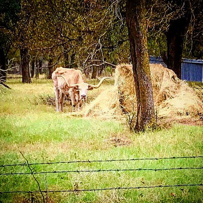 7AlanNelson's tweet photo. Scrawny Longhorn, Big Hay Bale. #filmmaking #scifi #indiefilm #retrocausality #shapeofreality #zeroeternamente #actorlife #multiverse https://t.co/EQHFek3VLs