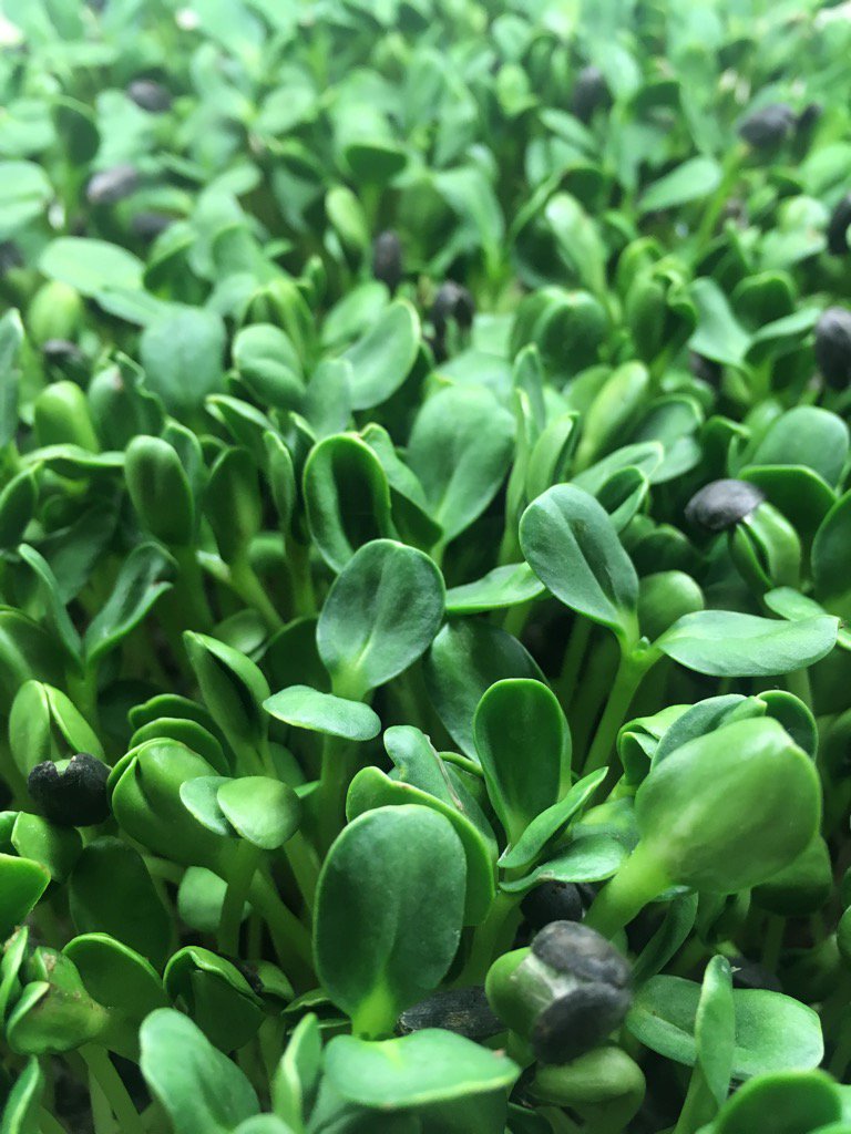 MrMicrogreen's tweet image. My favourite for taste and looks, the humble sunflower. #tastygreens #mrmicrogreen