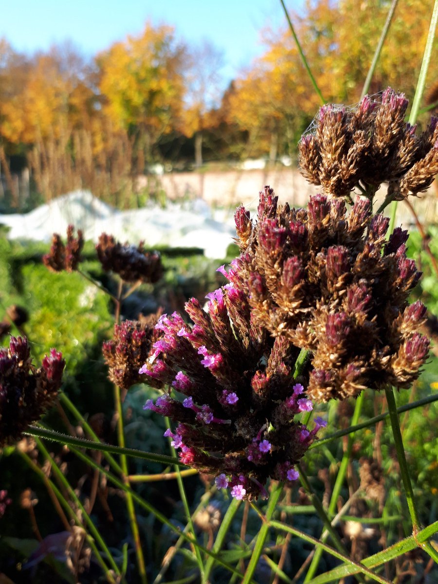 Nog een mooi plaatje van deze prachtige ochtend #herfst #bijnawinter #moestuin #biologisch #lokaaleten