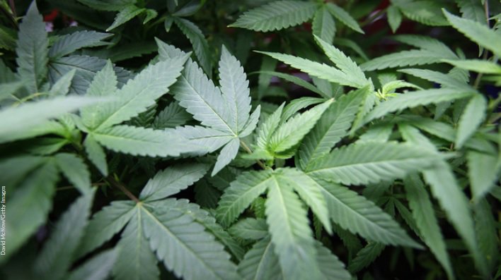 One state looking for looking for full-time #marijuana inspector, pays well, must know pot bit.ly/2hbZFJO?utm_so… https://t.co/tdZ8XzdchO