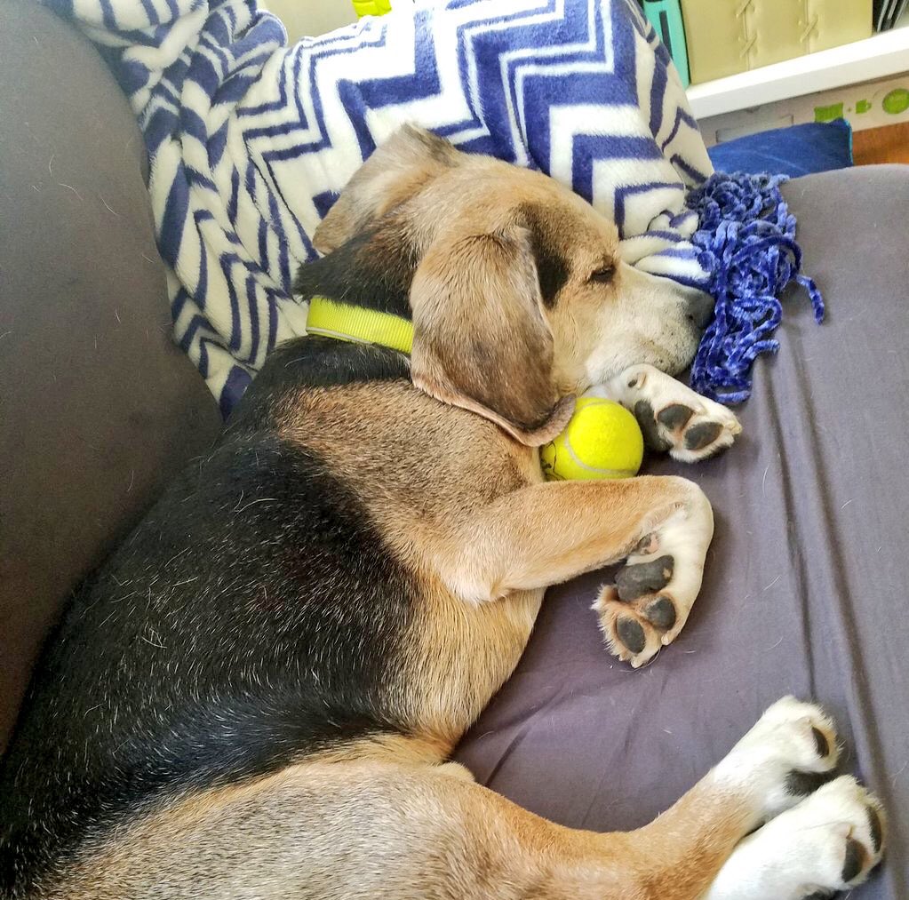 beaglefacts's tweet photo. A #beagle requires multiple naps per day in order to meet the high standards of mischievousness required by the breed. #beaglefacts https://t.co/sCtb2FjACB