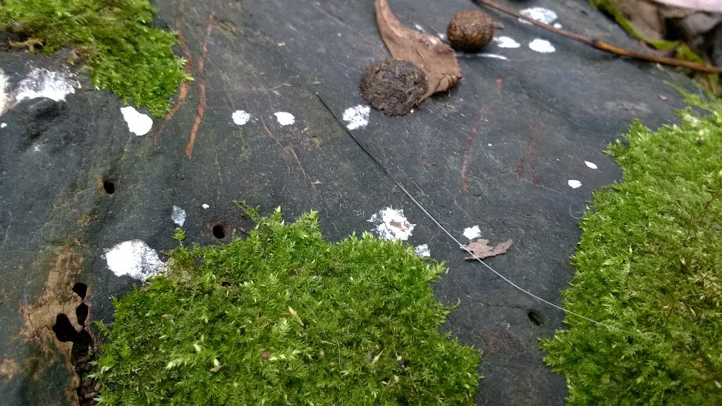 CE_Pea's tweet photo. Found a badger sett in a pipe in Harlow today, thankfully not near the development #PAASvy https://t.co/5mSqBa2MtF