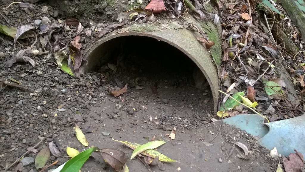 CE_Pea's tweet photo. Found a badger sett in a pipe in Harlow today, thankfully not near the development #PAASvy https://t.co/5mSqBa2MtF